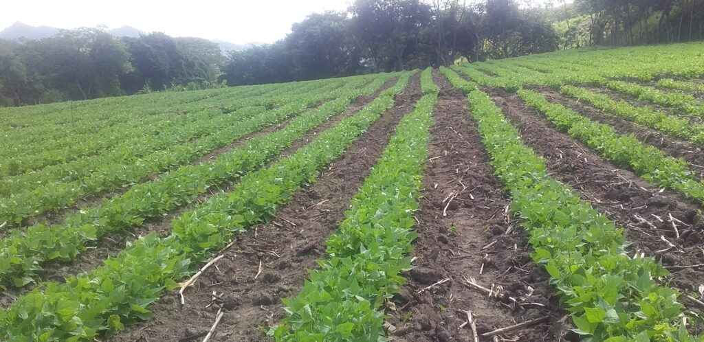 Soluciones Integrales Agrícolas de Honduras 20191205 105807